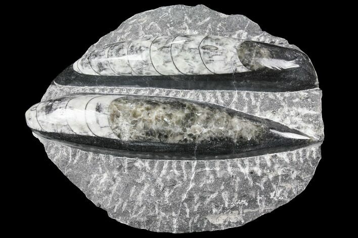 Polished Orthoceras (Cephalopod) Fossils - Morocco #96634